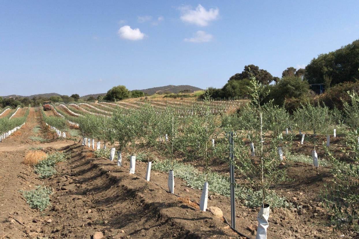 hilera de olivos en finca bajo la gestión integral que ofrece carmonagro