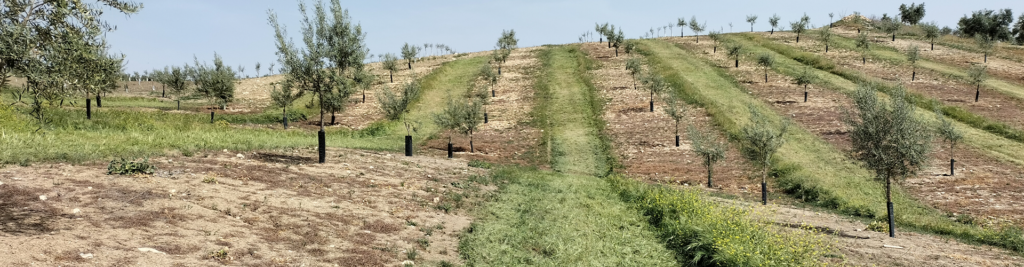 foto panoramica de olivar intensivo
