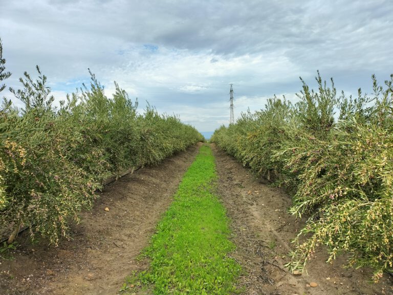 calle de olivar superintensivo con olivos a ambos lados y cubierta vegetal