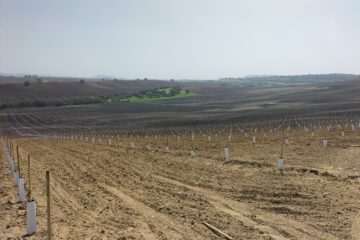imagen de plantacion recine terminada para ilsutrar el articulo de cuanto cuesta la plantacion de una hectarea de olivar