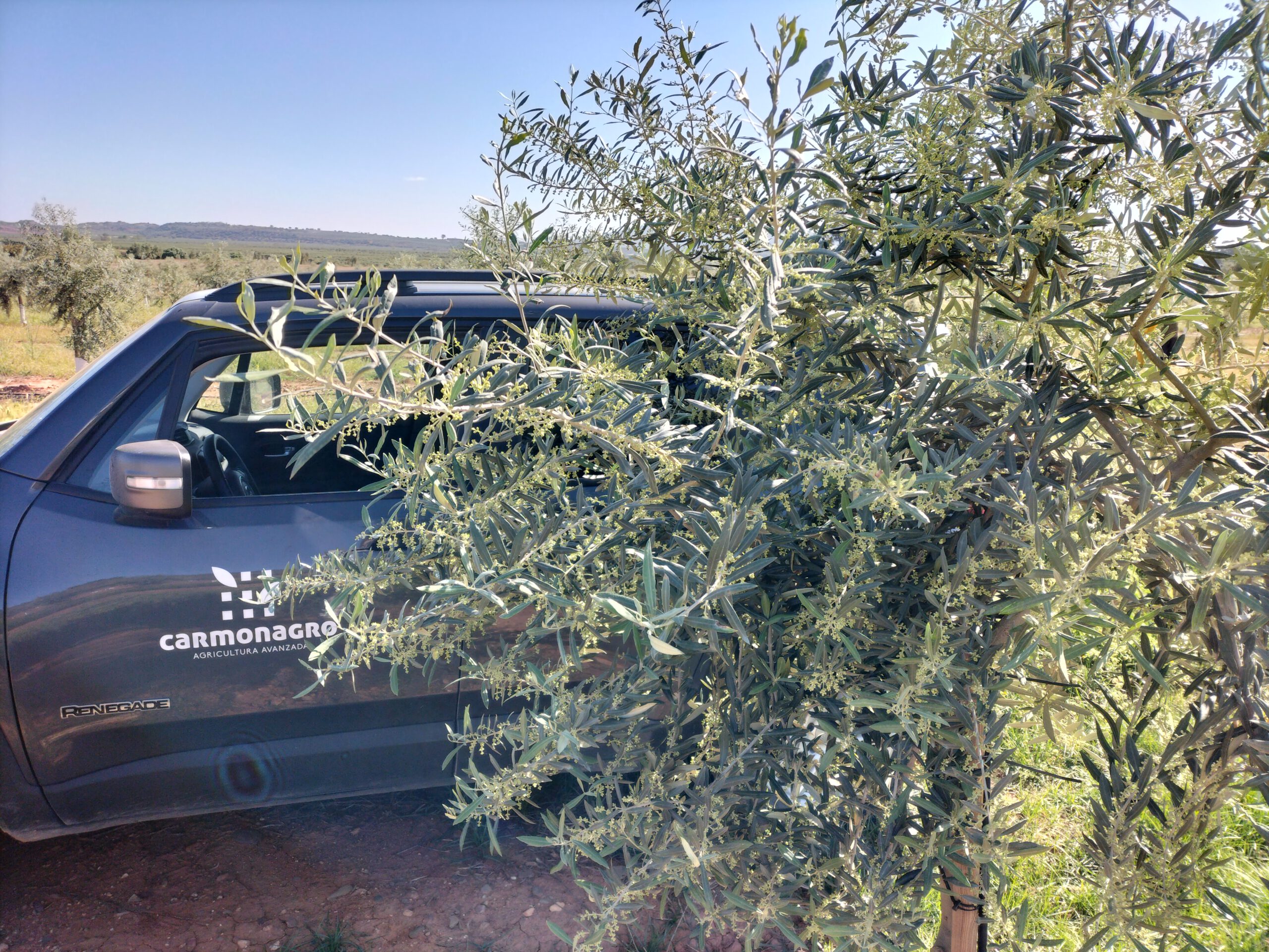vehículo de la empresa carmonagro aparcado, a la derecha se ve un olivo en floración