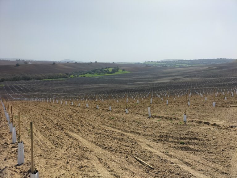 plantación joven recien terminada de oliva superintensico