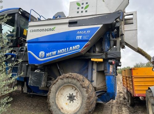 cabalgadora descargando aceituna recien recogida en remolque