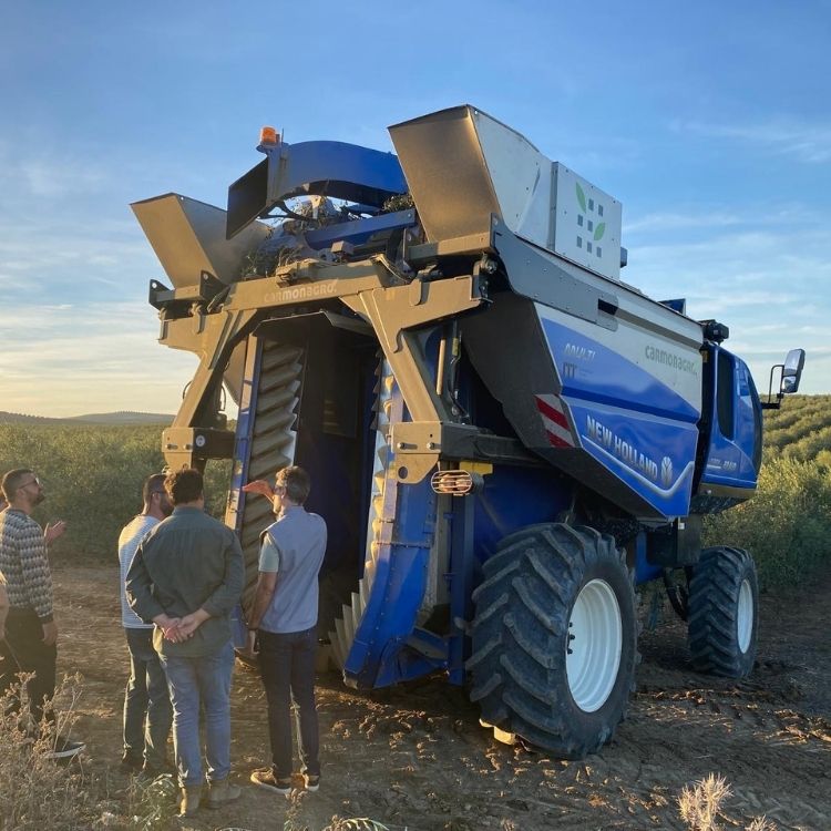 puesta de sol donde se ve una cabalgadora en una plantación de olivar superintensivo de la propiedad de carmonagro