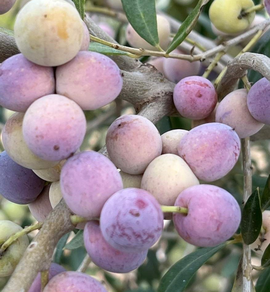 aceituna arbequina en finca de gestionada por carmonagra