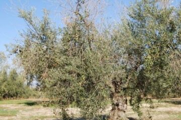imagen de olivo con ramas secas afectado por antracnosis (aceituna jabonosa)