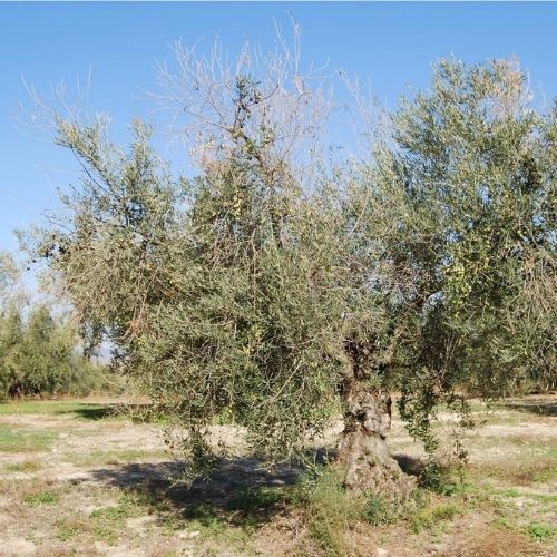 imagen de olivo con ramas secas afectado por antracnosis (aceituna jabonosa)
