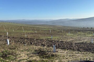 Plantación de olivar intensivo recién implantada en ladera, con protectores en cada planta y marco regular de plantación.