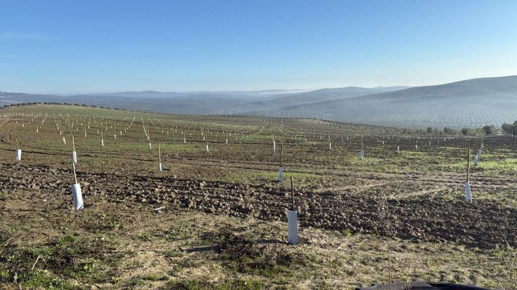 Plantación de olivar intensivo recién implantada en ladera, con protectores en cada planta y marco regular de plantación.