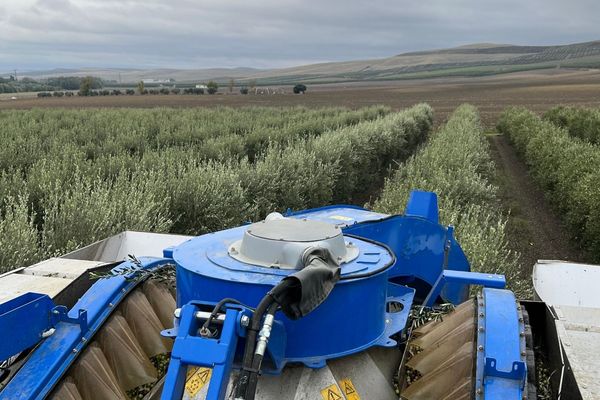Cosechadora cabalgante trabajando en olivar superintensivo en seto durante la recolección, un factor clave en los costes de olivar superintensivo