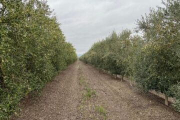 Calle central de olivar superintensivo en seto con riego por goteo y alta densidad, base para analizar los costes de olivar superintensivo