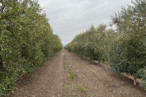 Calle central de olivar superintensivo en seto con riego por goteo y alta densidad, base para analizar los costes de olivar superintensivo