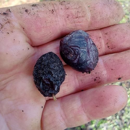 ejemplo de dos aceitunas afectadas por antracnosis