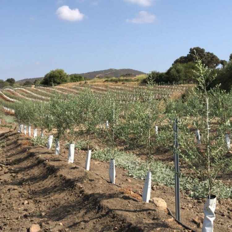 imagen de olivar con fertirrigación