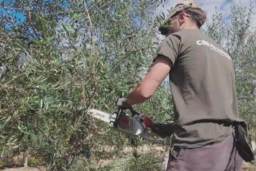 operario realziando trabajos de poda manual de olivar como tipo de servicio agrícola en jaén