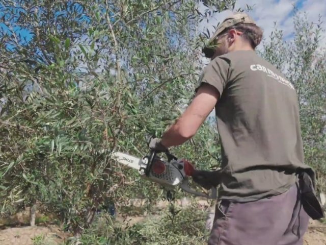 operario realziando trabajos de poda manual de olivar como tipo de servicio agrícola en jaén