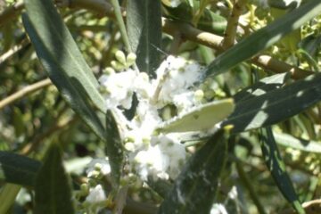 Primer plano detallado de un adulto de algodoncillo del olivo (Euphyllura olivina) sobre un brote tierno de olivo, rodeado de la característica secreción cerosa blanca. Imagen técnica para la identificación de la plaga en primavera antes del tratamiento foliar.