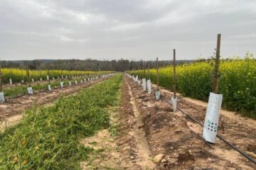 imagen de olivar superinstesivo aplicnado labores de desbroce de cubierta vegetal