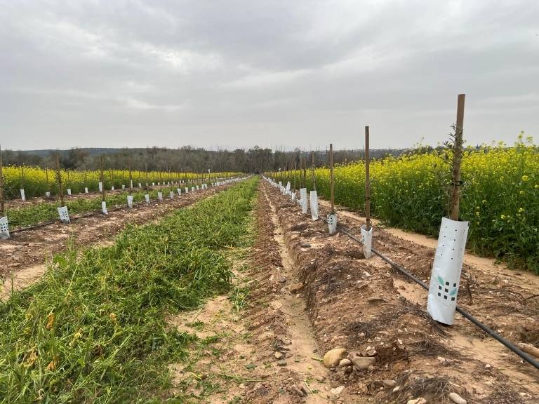 imagen de olivar superinstesivo aplicnado labores de desbroce de cubierta vegetal