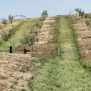 Manejo de cubierta vegetal herbácea en las calles de una plantación de olivar joven con protectores, diseñada para el control de erosión y mejora de la transitabilidad de maquinaria agrícola en pendientes.