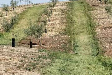 Manejo de cubierta vegetal herbácea en las calles de una plantación de olivar joven con protectores, diseñada para el control de erosión y mejora de la transitabilidad de maquinaria agrícola en pendientes.