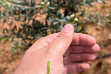 Foto de prays del olivo en su etapa larvaria