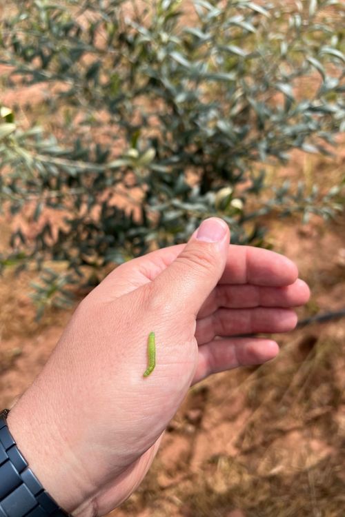 Foto de prays del olivo en su etapa larvaria