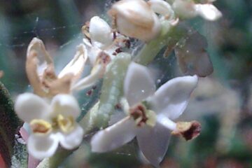 foto de prays del olivo