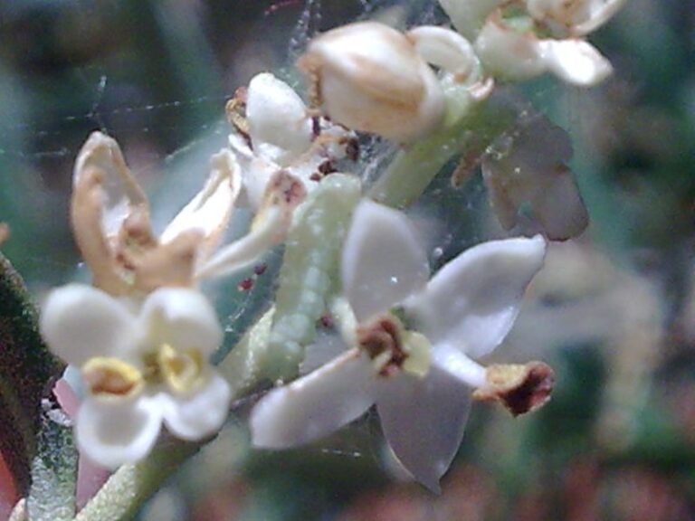 foto de prays del olivo