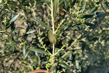 muestra de ramillete de olivo en floración