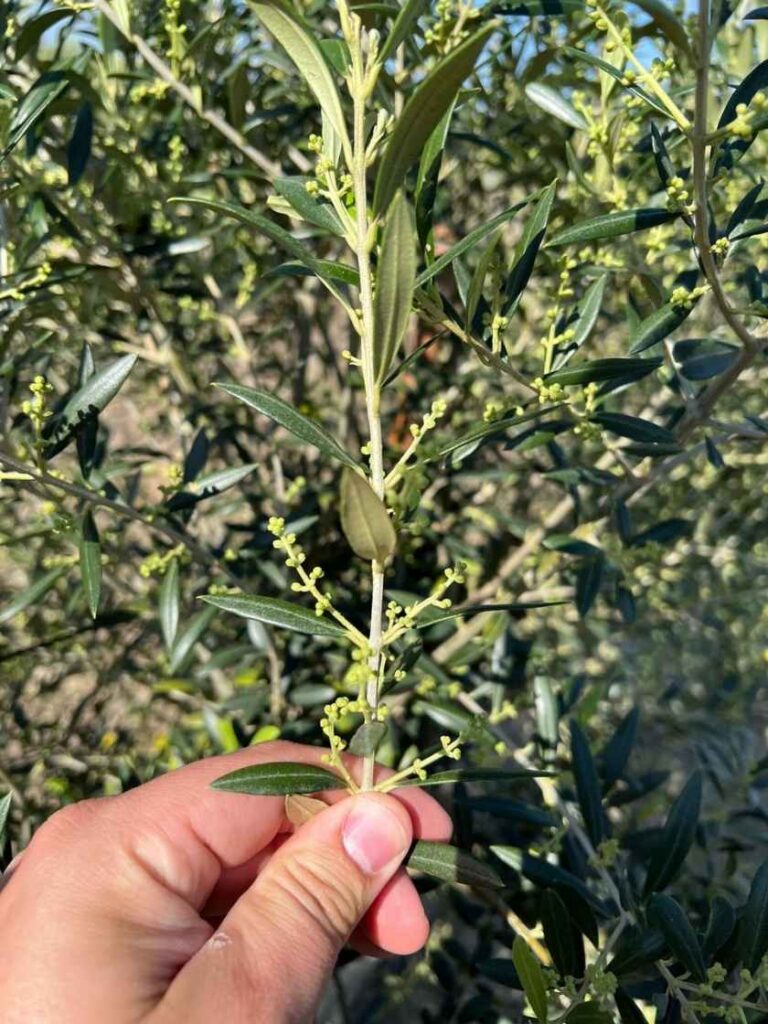 muestra de ramillete de olivo en floración