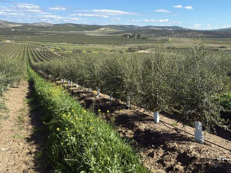hilera de olivos superintensivos donde se ha relaizado tratamiento fitosanitario para olivar
