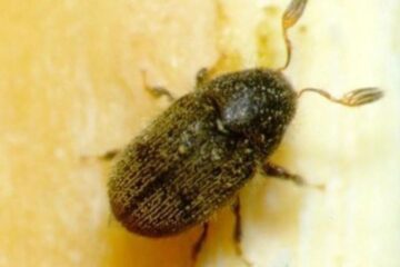 imagen de un barrenillo del olivo adulto