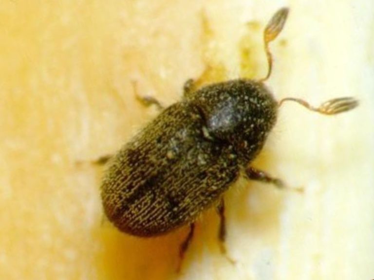 imagen de un barrenillo del olivo adulto