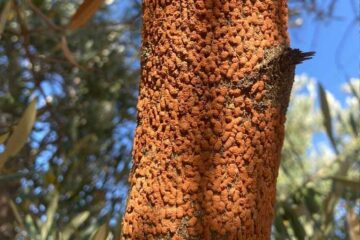 Rama de olivo con presencia de Barrillo del Olivo