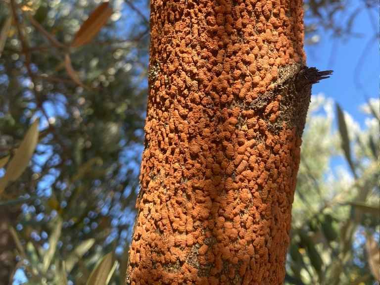 Rama de olivo con presencia de Barrillo del Olivo