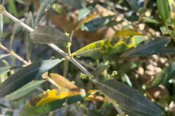 hojas de olivo infectadas con repilo