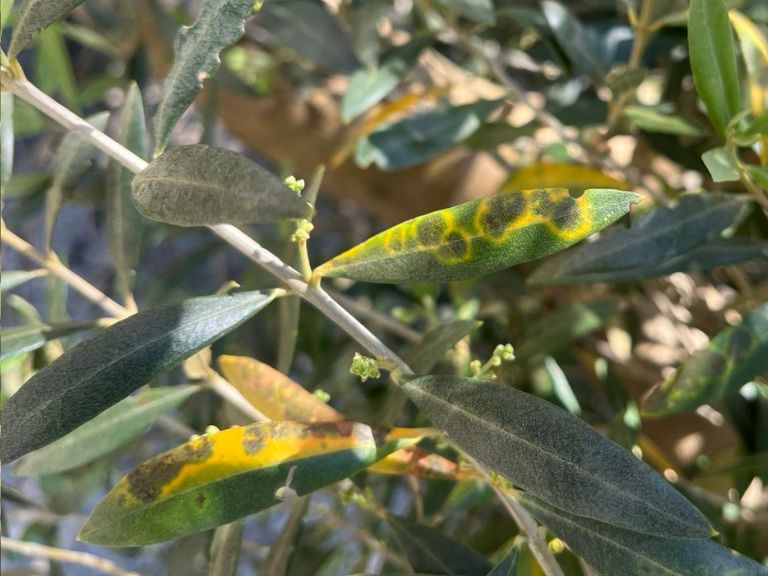 hojas de olivo infectadas con repilo