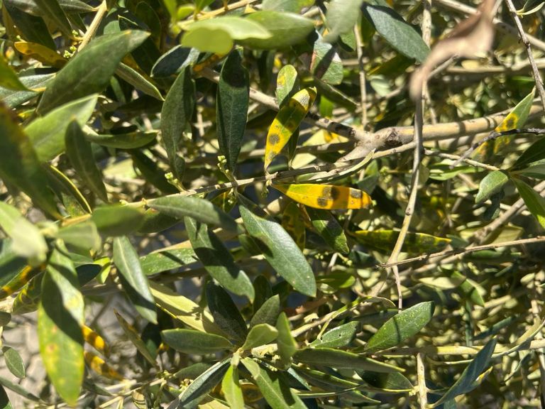 muestra de olivo joven con repilo